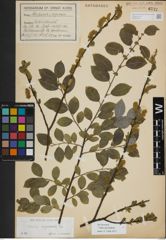 Foto von Salix myrsinifolia Salisb.
